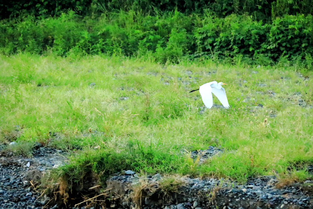 飛んで逃げるサギ