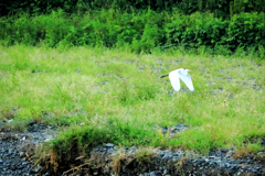 飛んで逃げるサギ