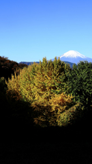 朝陽を浴びる銀杏
