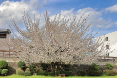 水無川の桜