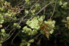 御衣黄桜