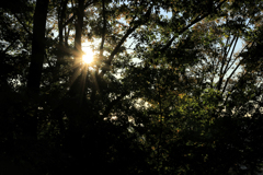 晩秋の弘法山　木漏れ日の光芒