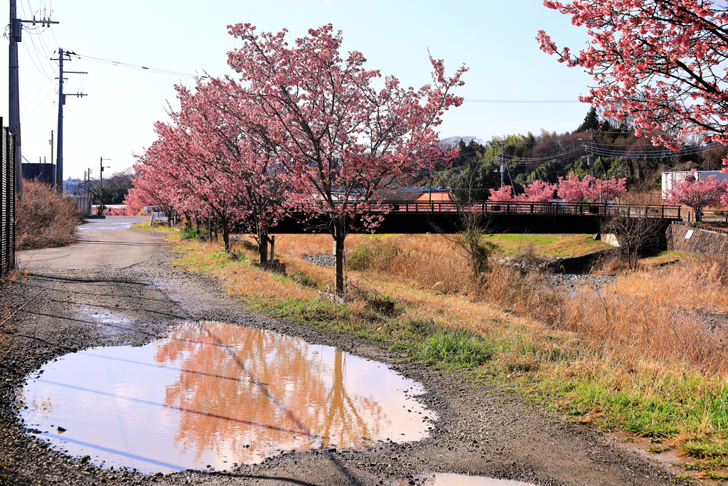 うぐいす橋付近のおかめ桜