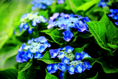 小出川沿いの紫陽花