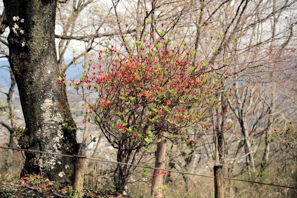 権現山の坂を下る