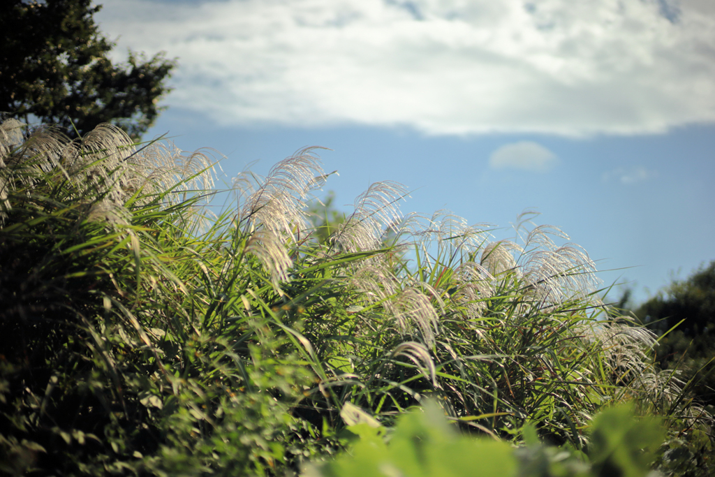 白い雲と黄金のススキと