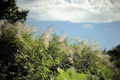 白い雲と黄金のススキと