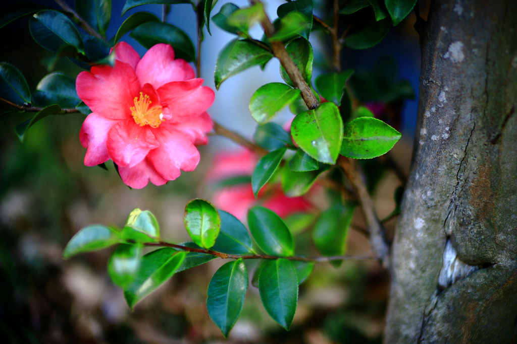 横向きの山茶花