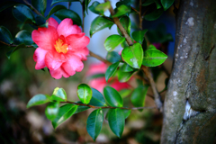 横向きの山茶花