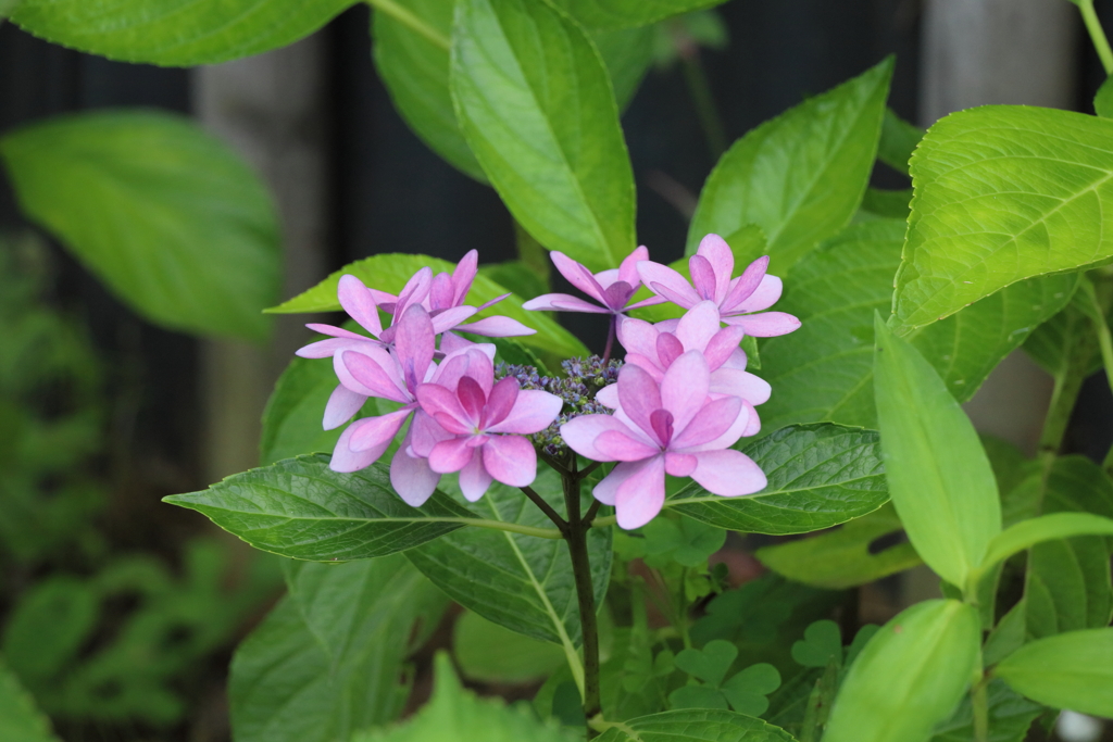 ラスト紫陽花