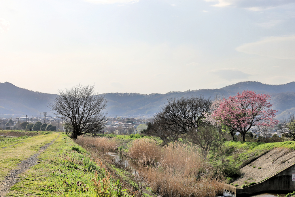 川沿いの桜