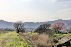 川沿いの桜