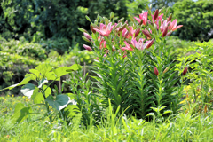 ピンクアジアンティックリリー