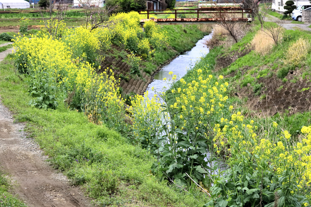 菜の花と錆びた橋と