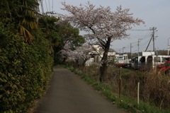 小路の桜