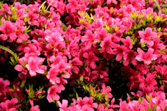 むせ返るような赤