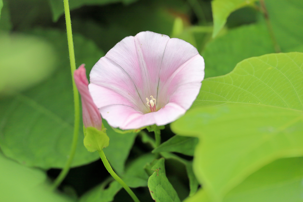 ヒルガオ　見上げる
