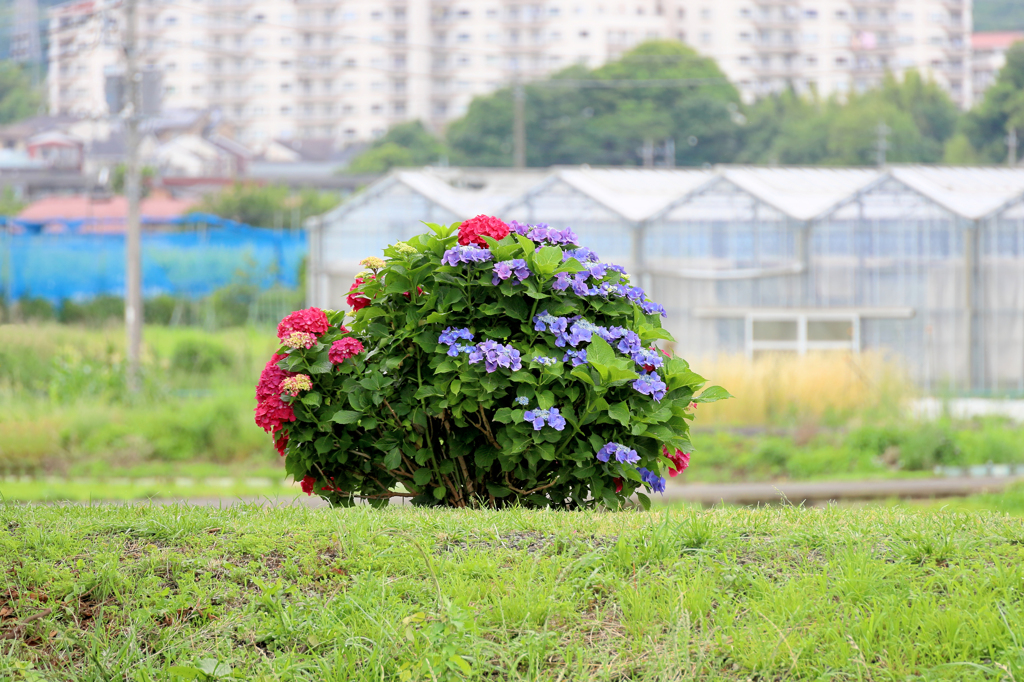 川の向こうの紫陽花