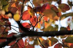 紅葉