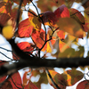 紅葉