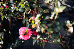 山茶花のうなじ
