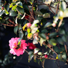 山茶花のうなじ