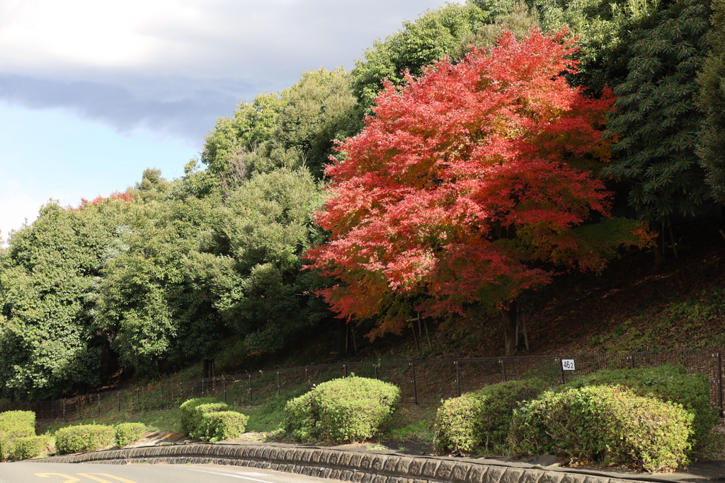一本紅葉　最北