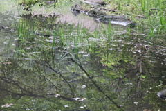 池に映った百日紅