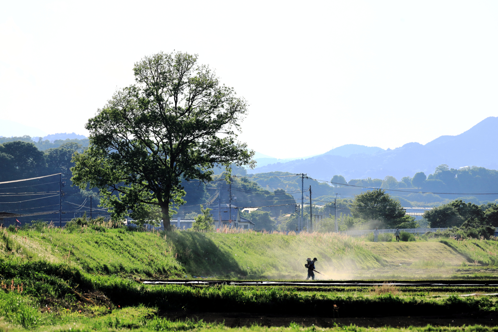 農作業を見守る一本木