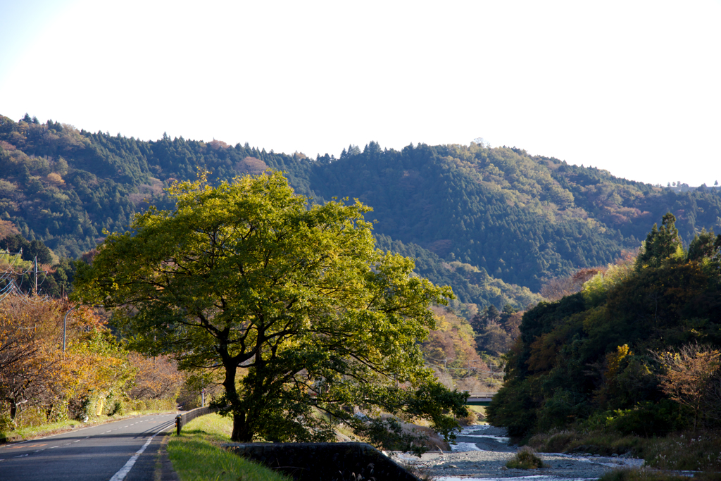 やどりきの帰り道