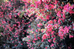 山茶花