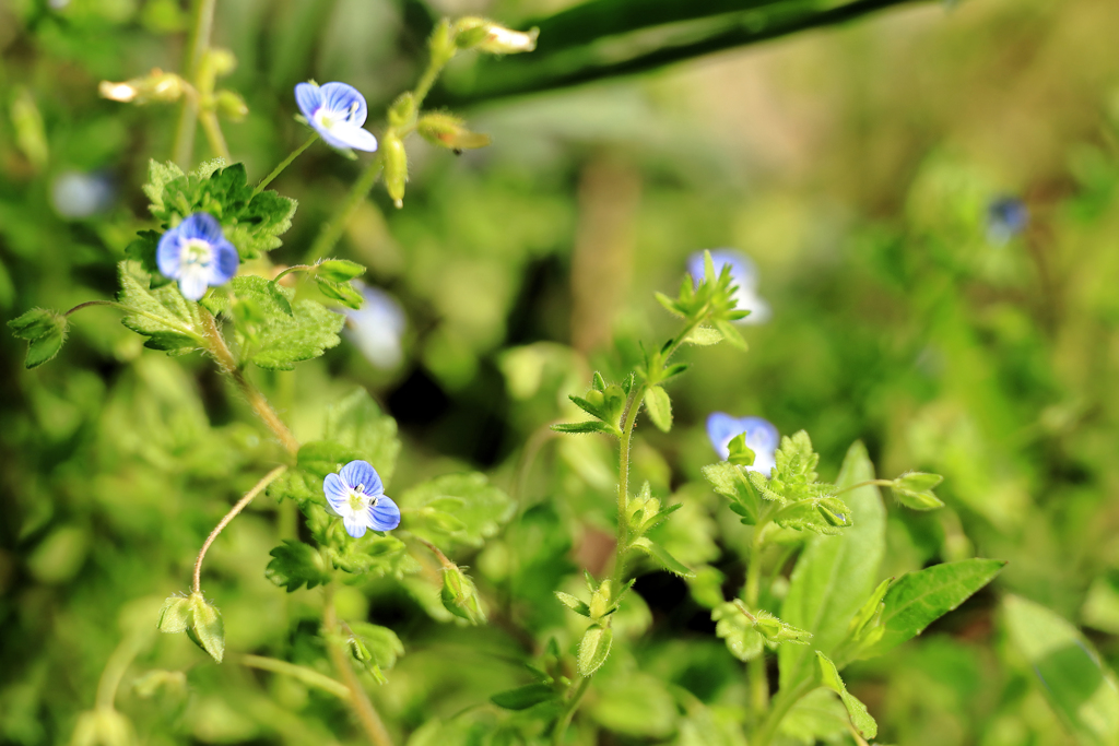 タチイヌノフグリ