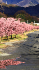平和橋付近のおかめ桜
