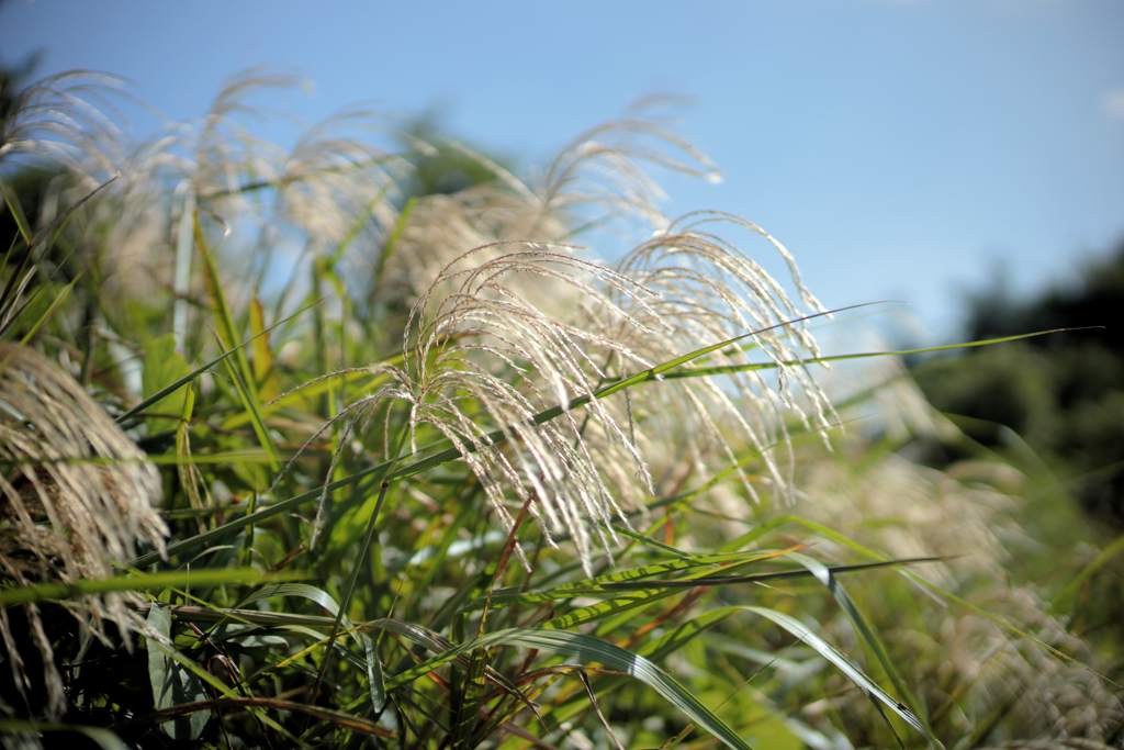 風に揺れるススキ