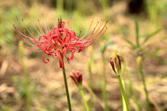 彼岸花のつぼみ