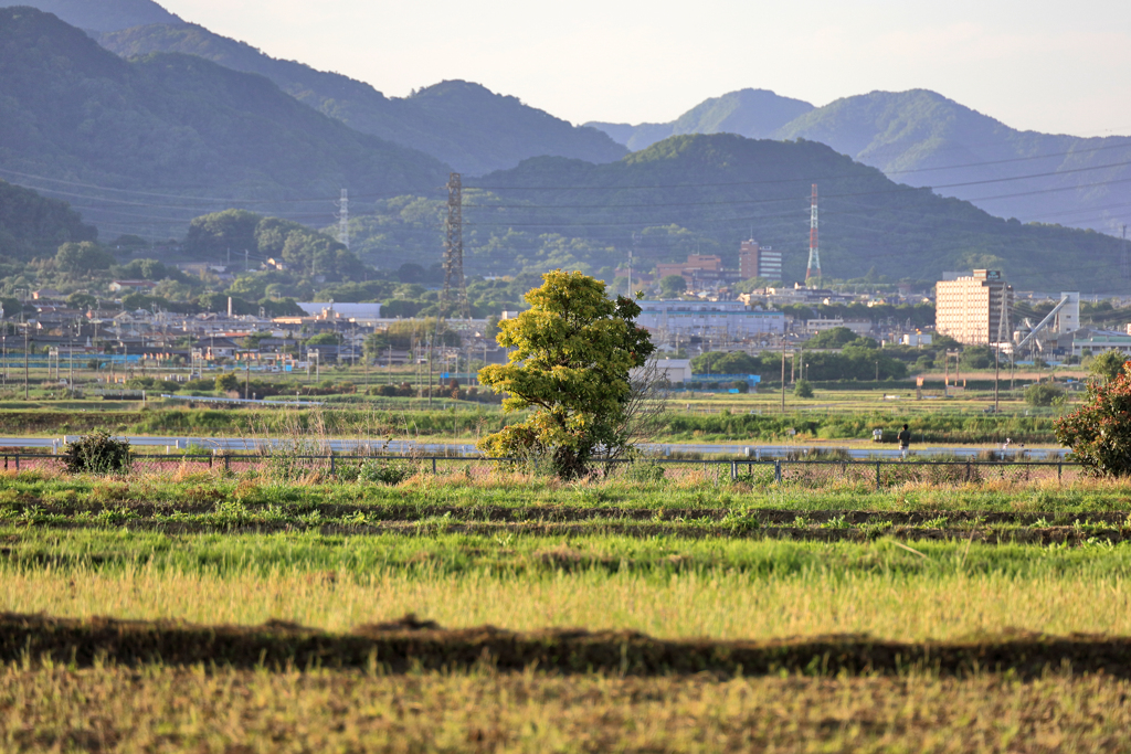 夕陽を浴びる一本木