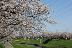 渋田川の桜