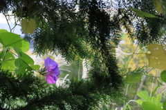 ノアサガオ（野朝顔）