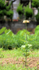 百日草