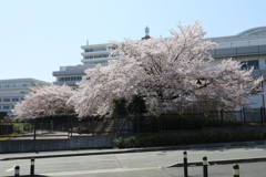 東海大学湘南校舎の桜