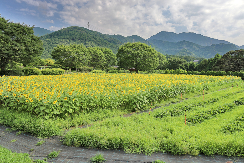 戸川公園の向日葵