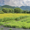 戸川公園の向日葵