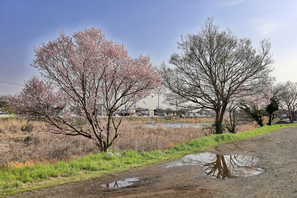 桜と水たまり