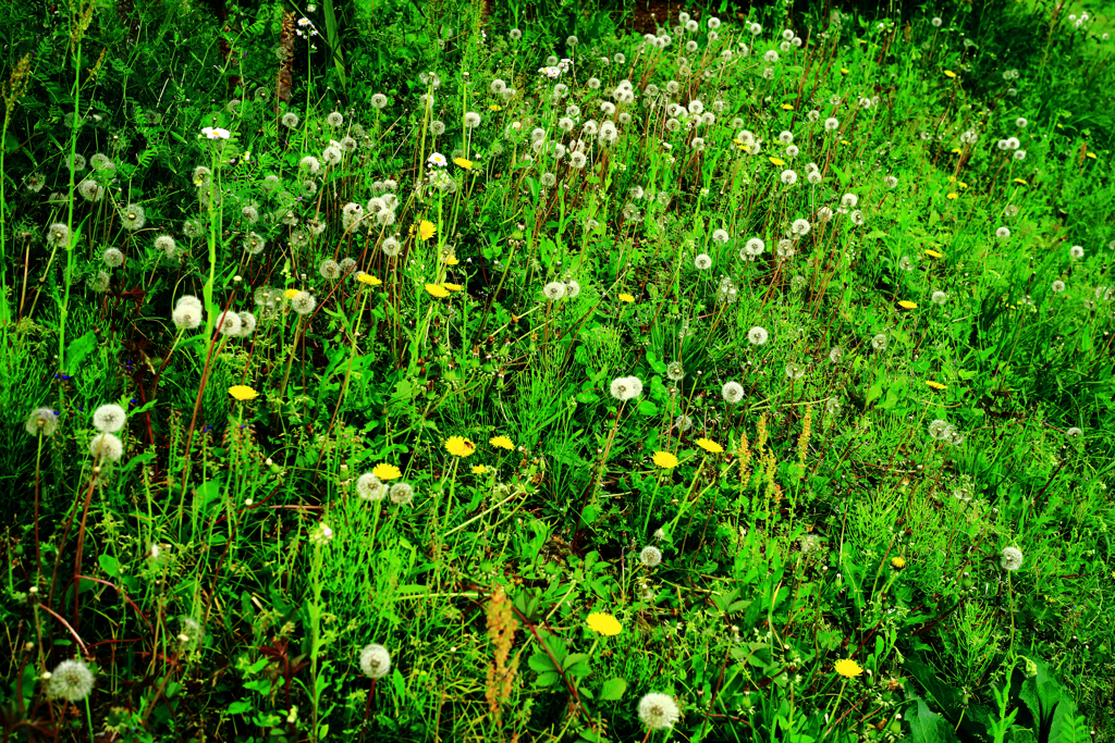 タンポポと綿帽子と