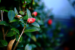 つぼみの山茶花
