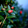つぼみの山茶花