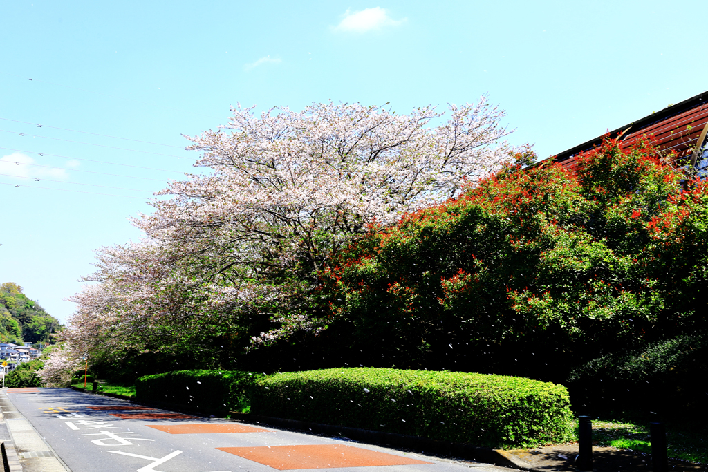 お気に入りの桜