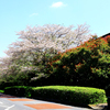 お気に入りの桜