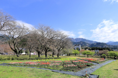 戸川公園のチューリップ畑