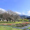戸川公園のチューリップ畑